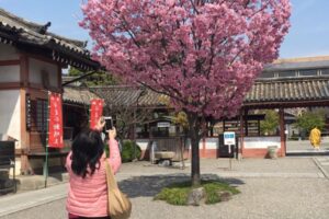 刘黎儿专栏/日日是好日,天天旅行去!我的东京1日小旅行