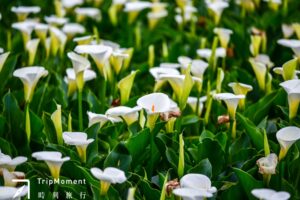 海芋季就要这样玩!特色景点,下田采收带回家一次满足