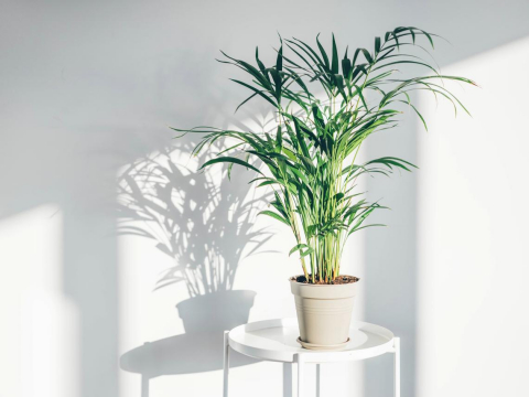 “断舍离”到变《时代》杂志世界最有影响力人物！她靠放手5步骤绽放光采、魅力 – 大保社