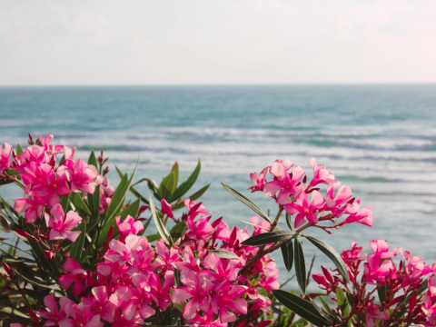 母亲过世，“骨灰坛”却无法进入柜位安奉与祖先团聚！儿叹：妈嫁到土库镇40余年，一生都不曾离开过 – 大保社