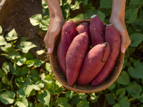 你以为是蔬菜？南瓜、芋头、地瓜、玉米都淀粉！一图看懂5种常见主食热量、营养 – 大保社