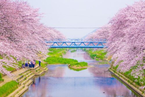 【统整】日本一年四季赏花攻略！不只樱花，这些景点一样不能错过！