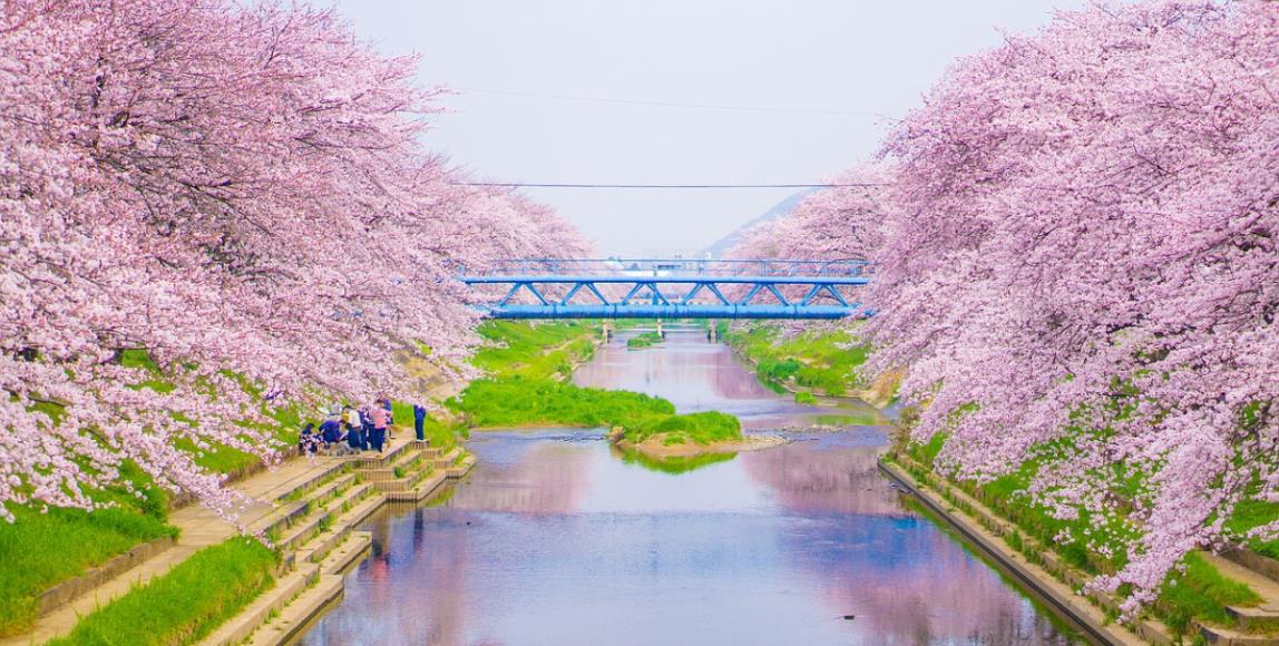 【统整】日本一年四季赏花攻略!不只樱花,这些景点一样不能错过! 内容图1 女神网-大潮社TV实时追踪属于女人新资讯的综合网站! 【统整】日本一年四季赏花攻略!不只樱花,这些景点一样不能错过! 休闲学堂 图1张