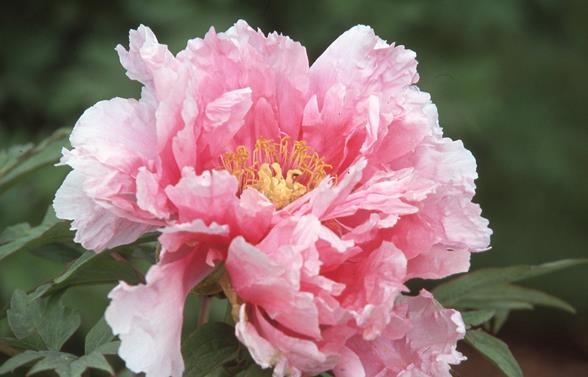 【统整】日本一年四季赏花攻略!不只樱花,这些景点一样不能错过! 内容图6 女神网-大潮社TV实时追踪属于女人新资讯的综合网站! 【统整】日本一年四季赏花攻略!不只樱花,这些景点一样不能错过! 休闲学堂 图6张