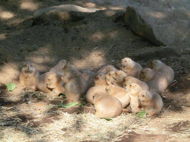 https-content.skyscnr.com-1fc6d672c047b0b654613d8422cec4ed-zoo-animal-tokyo.jpg-resize800px-99999pxquality75-768x576