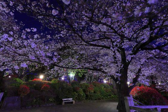 盘点东京 10 大“无料”景点:就算走到铁腿,也要玩好玩满! 内容图5 女神网-大潮社TV实时追踪属于女人新资讯的综合网站! 盘点东京 10 大“无料”景点:就算走到铁腿,也要玩好玩满! 乐活旅行 图5张