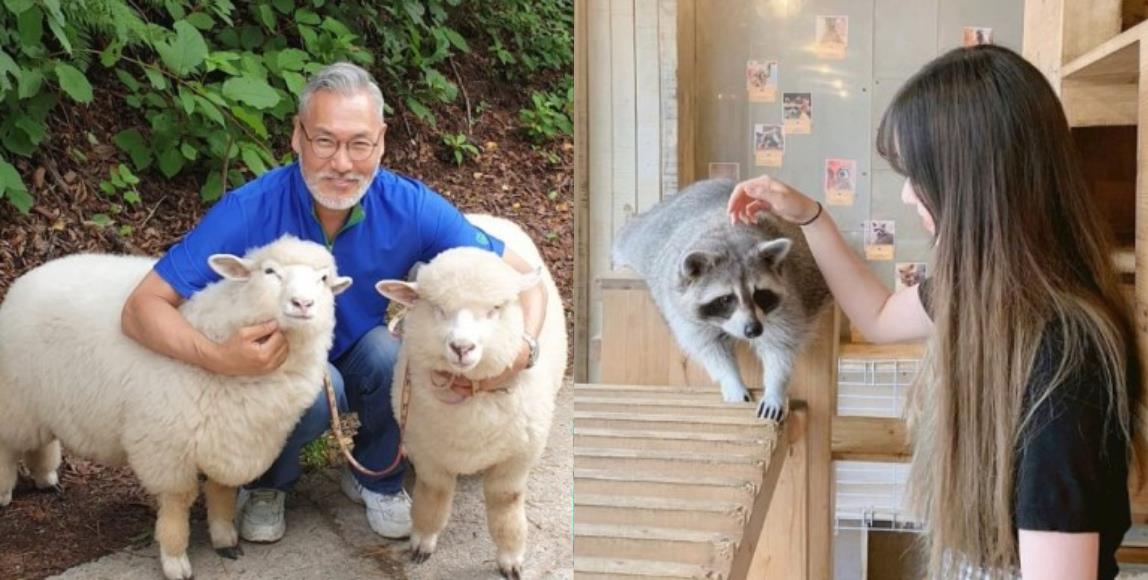 韩国首尔必踩景点:精选 4 间“超疗愈动物”咖啡厅,让绵羊、浣熊、兔子伴你左右 内容图1 女神网-大潮社TV实时追踪属于女人新资讯的综合网站! 韩国首尔必踩景点:精选 4 间“超疗愈动物”咖啡厅,让绵羊、浣熊、兔子伴你左右 休闲学堂 图1张