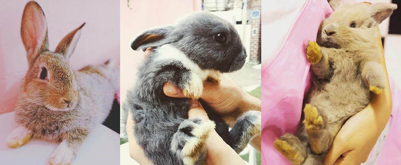 韩国首尔必踩景点:精选 4 间“超疗愈动物”咖啡厅,让绵羊、浣熊、兔子伴你左右 内容图2 女神网-大潮社TV实时追踪属于女人新资讯的综合网站! bunnycafe