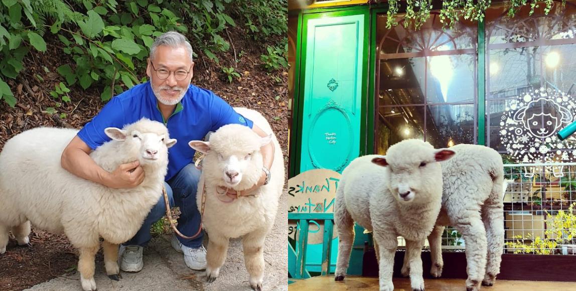 韩国首尔必踩景点:精选 4 间“超疗愈动物”咖啡厅,让绵羊、浣熊、兔子伴你左右 内容图3 女神网-大潮社TV实时追踪属于女人新资讯的综合网站! FotoJet - 2019-10-24T143118.984