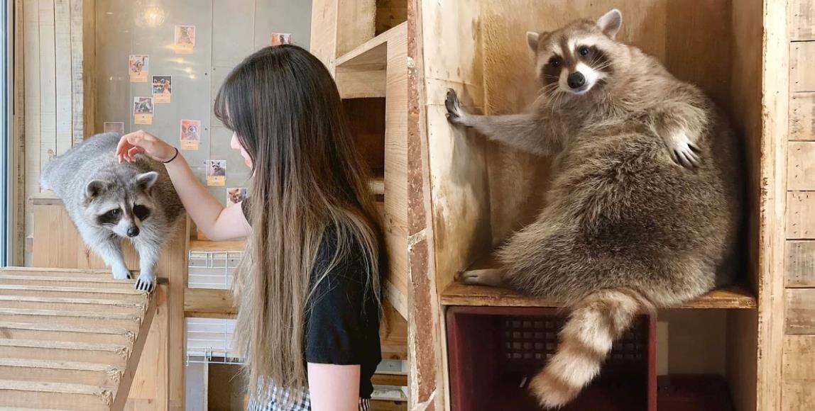 韩国首尔必踩景点:精选 4 间“超疗愈动物”咖啡厅,让绵羊、浣熊、兔子伴你左右 内容图4 女神网-大潮社TV实时追踪属于女人新资讯的综合网站! FotoJet - 2019-10-24T143711.719