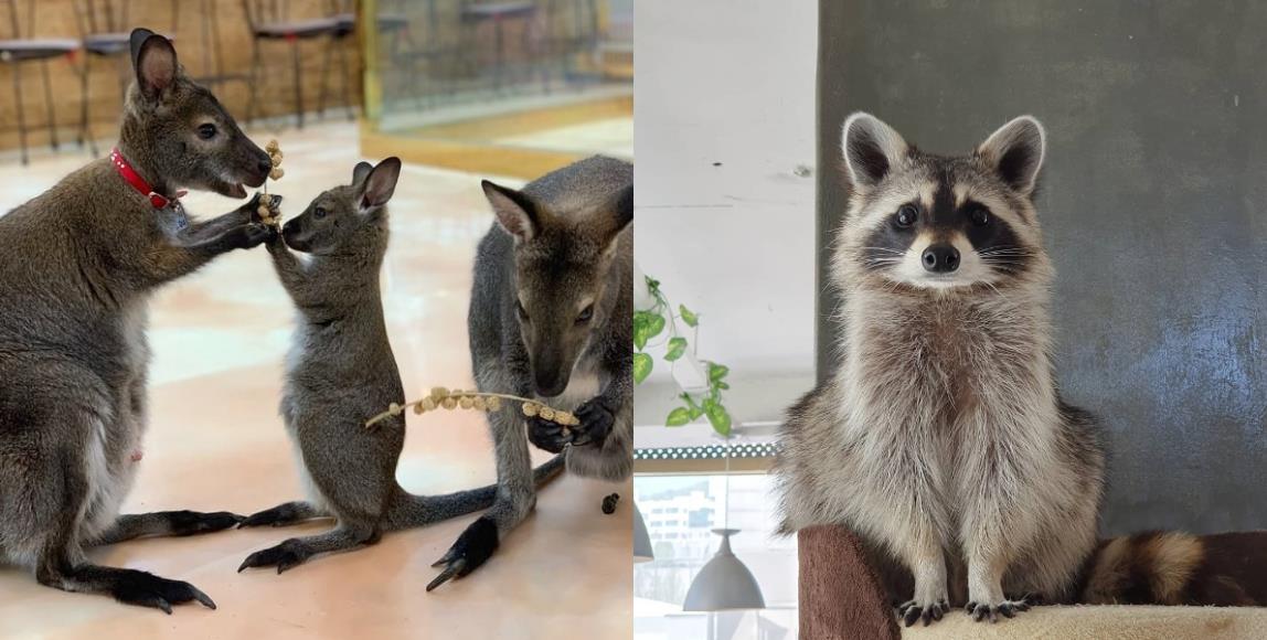 韩国首尔必踩景点:精选 4 间“超疗愈动物”咖啡厅,让绵羊、浣熊、兔子伴你左右 内容图5 女神网-大潮社TV实时追踪属于女人新资讯的综合网站! FotoJet - 2019-10-24T144247.390