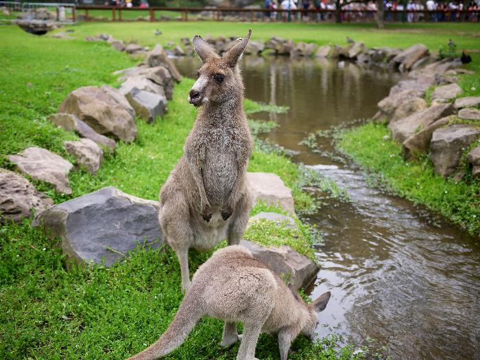 澳洲自由行必玩 10 大特色体验:海滩冲浪、高山滑雪、高空跳伞……挑战刺激与感官的融合! 内容图4 女神网-大潮社TV实时追踪属于女人新资讯的综合网站! FotoJet - 2019-09-03T112102.845