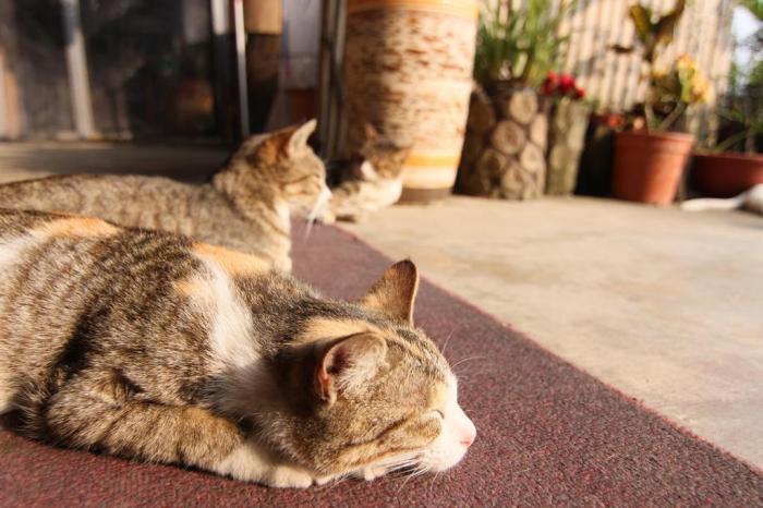 暑假远离都市丛林,揪团到山上小木屋避暑吧! 内容图13 女神网-大潮社TV实时追踪属于女人新资讯的综合网站! 000