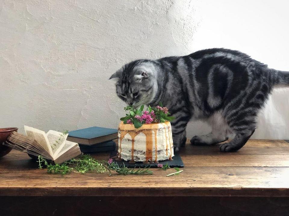 探寻 3 间隐藏在宜兰巷弄的小清新咖啡店,就让时间静止在美好的甜点时光! 内容图5 女神网-大潮社TV实时追踪属于女人新资讯的综合网站! 探寻 3 间隐藏在宜兰巷弄的小清新咖啡店,就让时间静止在美好的甜点时光! 休闲学堂 图5张