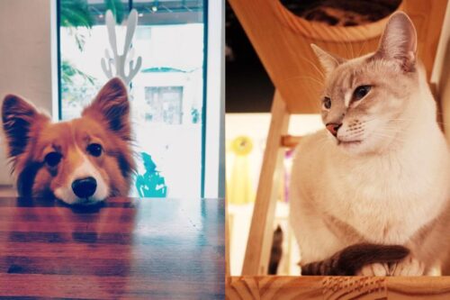 喜欢毛小孩的人看过来！推荐台北 10 间可以亲近猫猫狗狗的宠物餐厅