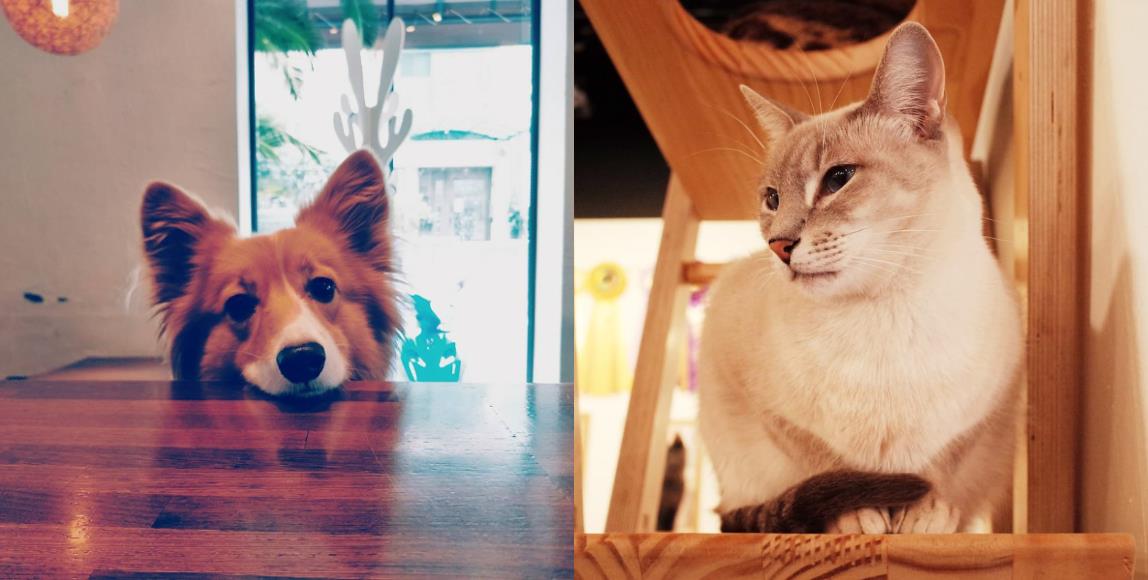 喜欢毛小孩的人看过来!推荐台北 10 间可以亲近猫猫狗狗的宠物餐厅 内容图1 女神网-大潮社TV实时追踪属于女人新资讯的综合网站! 喜欢毛小孩的人看过来!推荐台北 10 间可以亲近猫猫狗狗的宠物餐厅 休闲学堂 图1张