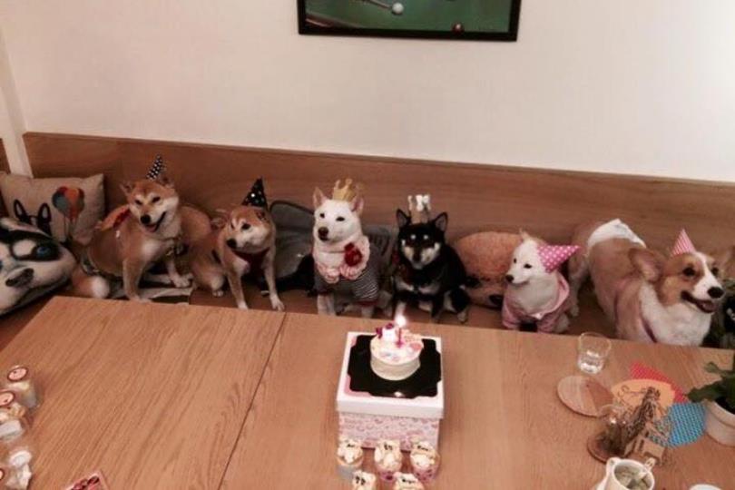 喜欢毛小孩的人看过来!推荐台北 10 间可以亲近猫猫狗狗的宠物餐厅 内容图2 女神网-大潮社TV实时追踪属于女人新资讯的综合网站! 喜欢毛小孩的人看过来!推荐台北 10 间可以亲近猫猫狗狗的宠物餐厅 休闲学堂 图2张