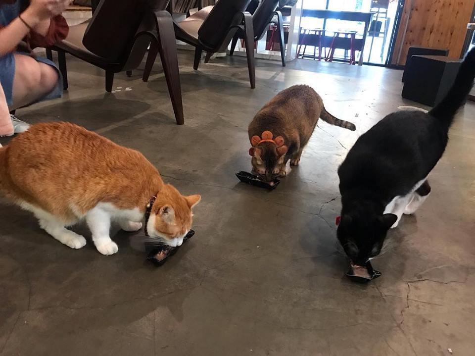 喜欢毛小孩的人看过来!推荐台北 10 间可以亲近猫猫狗狗的宠物餐厅 内容图4 女神网-大潮社TV实时追踪属于女人新资讯的综合网站! 喜欢毛小孩的人看过来!推荐台北 10 间可以亲近猫猫狗狗的宠物餐厅 休闲学堂 图4张