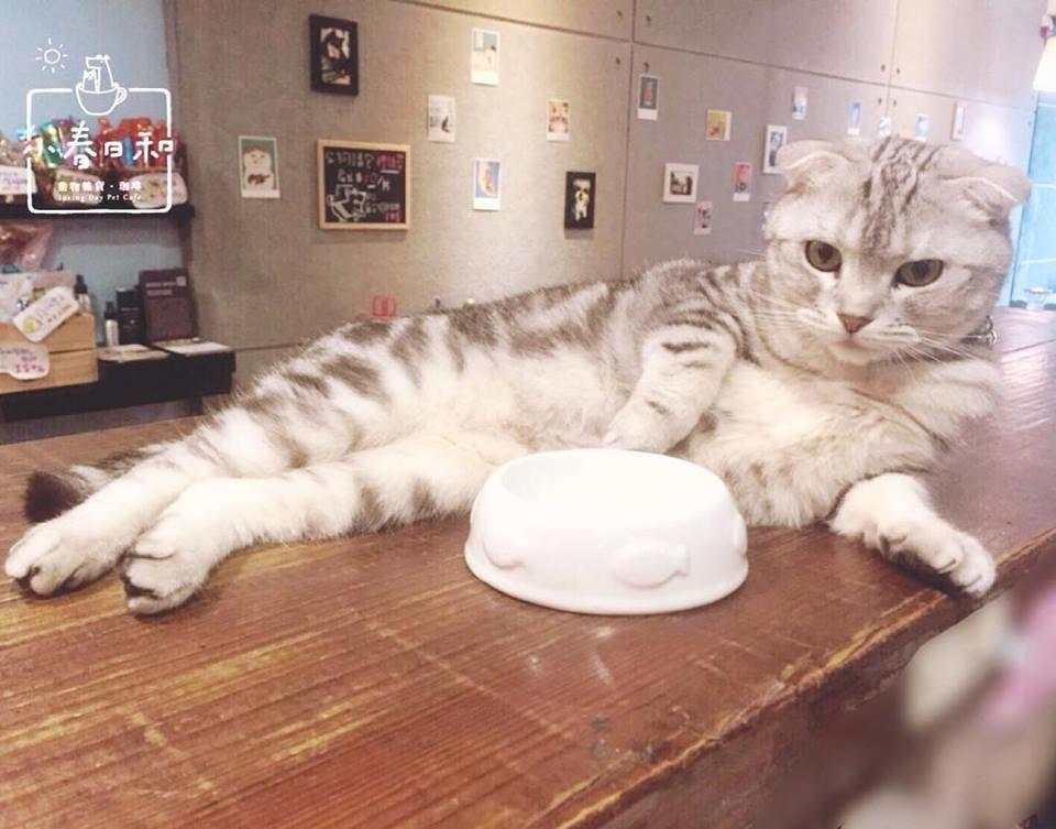 喜欢毛小孩的人看过来!推荐台北 10 间可以亲近猫猫狗狗的宠物餐厅 内容图5 女神网-大潮社TV实时追踪属于女人新资讯的综合网站! 喜欢毛小孩的人看过来!推荐台北 10 间可以亲近猫猫狗狗的宠物餐厅 休闲学堂 图5张