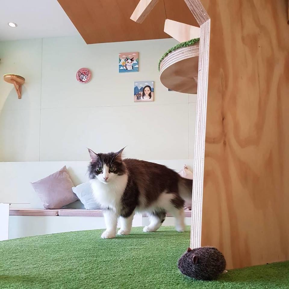 喜欢毛小孩的人看过来!推荐台北 10 间可以亲近猫猫狗狗的宠物餐厅 内容图6 女神网-大潮社TV实时追踪属于女人新资讯的综合网站! 喜欢毛小孩的人看过来!推荐台北 10 间可以亲近猫猫狗狗的宠物餐厅 休闲学堂 图6张