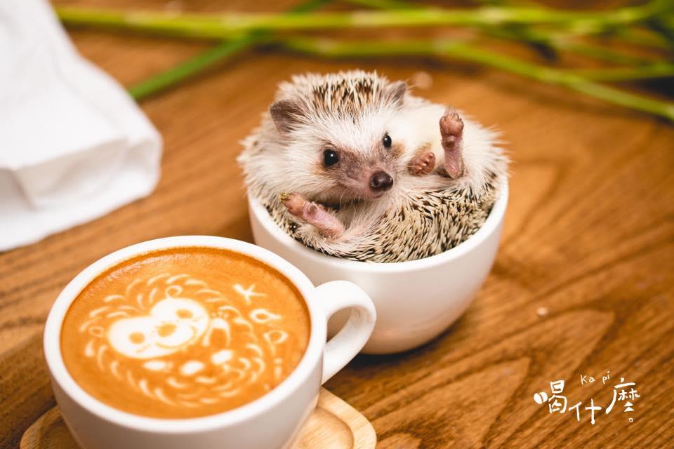 喜欢毛小孩的人看过来!推荐台北 10 间可以亲近猫猫狗狗的宠物餐厅 内容图7 女神网-大潮社TV实时追踪属于女人新资讯的综合网站! 喜欢毛小孩的人看过来!推荐台北 10 间可以亲近猫猫狗狗的宠物餐厅 休闲学堂 图7张