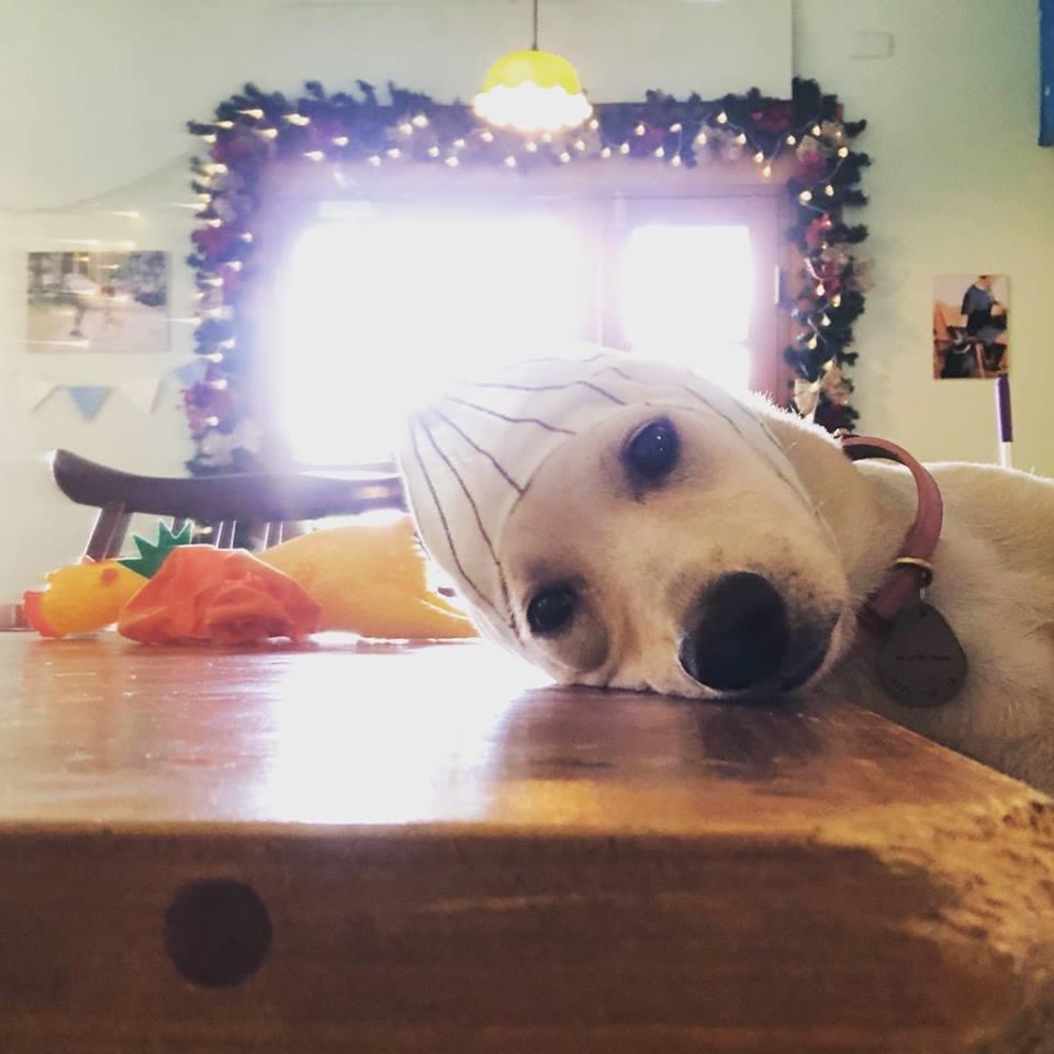 喜欢毛小孩的人看过来!推荐台北 10 间可以亲近猫猫狗狗的宠物餐厅 内容图8 女神网-大潮社TV实时追踪属于女人新资讯的综合网站! 喜欢毛小孩的人看过来!推荐台北 10 间可以亲近猫猫狗狗的宠物餐厅 休闲学堂 图8张