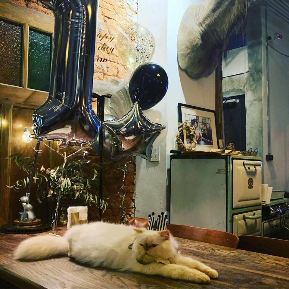 喜欢毛小孩的人看过来!推荐台北 10 间可以亲近猫猫狗狗的宠物餐厅 内容图9 女神网-大潮社TV实时追踪属于女人新资讯的综合网站! 喜欢毛小孩的人看过来!推荐台北 10 间可以亲近猫猫狗狗的宠物餐厅 休闲学堂 图9张