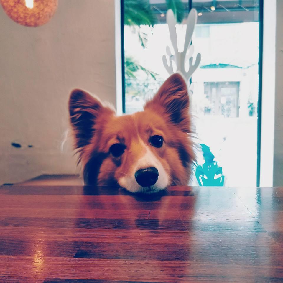 喜欢毛小孩的人看过来!推荐台北 10 间可以亲近猫猫狗狗的宠物餐厅 内容图10 女神网-大潮社TV实时追踪属于女人新资讯的综合网站! 喜欢毛小孩的人看过来!推荐台北 10 间可以亲近猫猫狗狗的宠物餐厅 休闲学堂 图10张