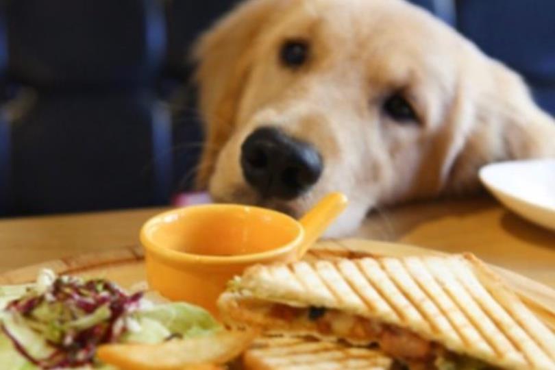 喜欢毛小孩的人看过来!推荐台北 10 间可以亲近猫猫狗狗的宠物餐厅 内容图11 女神网-大潮社TV实时追踪属于女人新资讯的综合网站! 喜欢毛小孩的人看过来!推荐台北 10 间可以亲近猫猫狗狗的宠物餐厅 休闲学堂 图11张