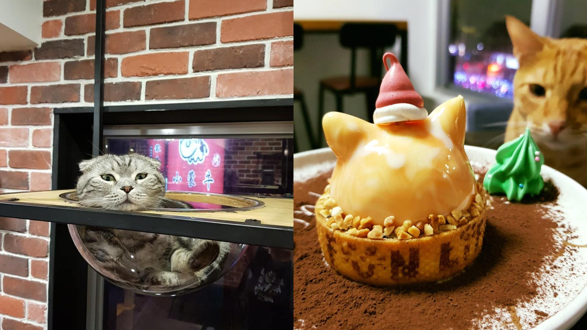 犒赏自己的小确幸:推荐 6 间板桥周边甜点咖啡厅,一起走访巷弄买快乐 内容图6 女神网-大潮社TV实时追踪属于女人新资讯的综合网站! FotoJet - 2019-12-10T112920.567.jpg