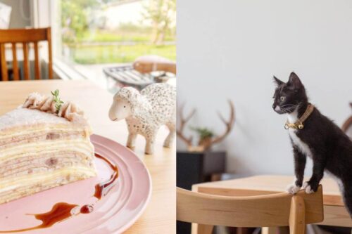 新竹 4 间“宠物餐厅”大搜查：就让毛小孩的温馨陪伴，疗愈生活中的疲惫吧！