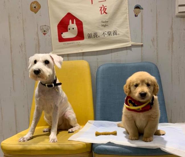 新竹 4 间“宠物餐厅”大搜查:就让毛小孩的温馨陪伴,疗愈生活中的疲惫吧! 内容图2 女神网-大潮社TV实时追踪属于女人新资讯的综合网站! FotoJet - 2019-12-23T142826.405