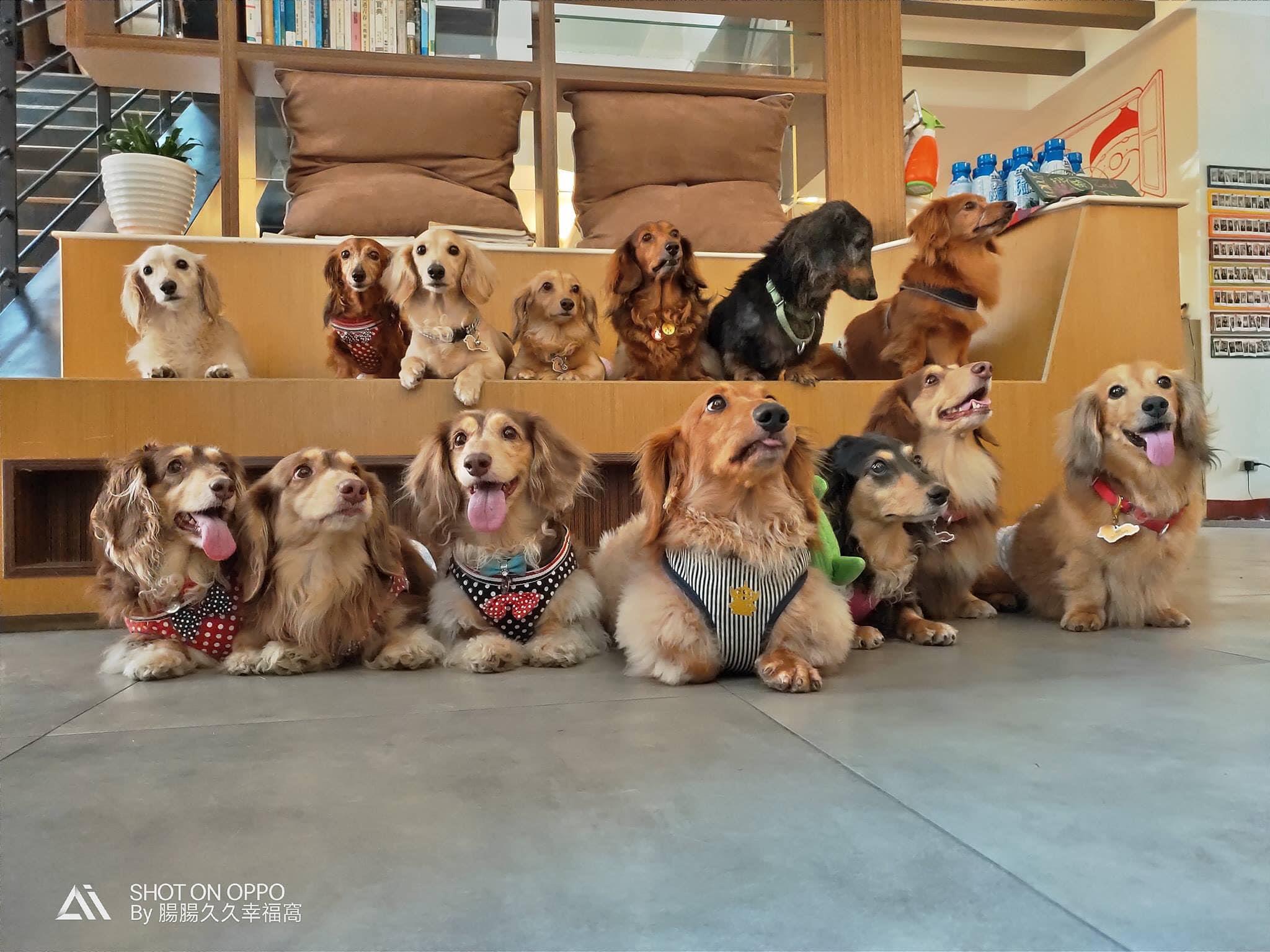 新竹 4 间“宠物餐厅”大搜查:就让毛小孩的温馨陪伴,疗愈生活中的疲惫吧! 内容图3 女神网-大潮社TV实时追踪属于女人新资讯的综合网站! 57317091_2471335692878860_6594810918800982016_o