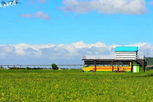 亲眼看过绝对让你难忘！内地台湾 7 处梦幻“稻浪”绝景一次公开