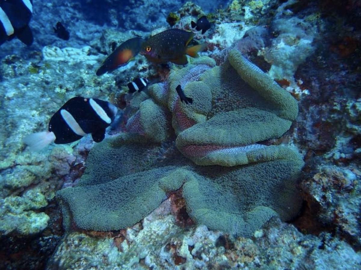 在绿岛与海浪为伍 30 天:“以往在大都市的烦恼,瞬间都变得好渺小!” 内容图5 女神网-大潮社TV实时追踪属于女人新资讯的综合网站! 在绿岛与海浪为伍 30 天:“以往在大都市的烦恼,瞬间都变得好渺小!” 乐活旅行 图5张