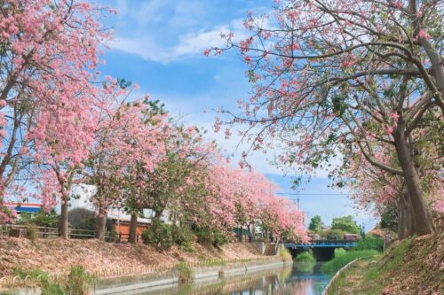 TW竟然有这么美的花海！5 处最强赏花秘境大公开