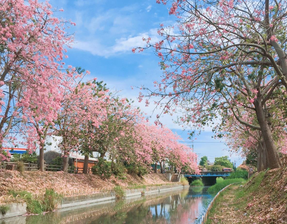 TW竟然有这么美的花海!5 处最强赏花秘境大公开 内容图1 女神网-大潮社TV实时追踪属于女人新资讯的综合网站! TW竟然有这么美的花海!5 处最强赏花秘境大公开 乐活旅行 图1张