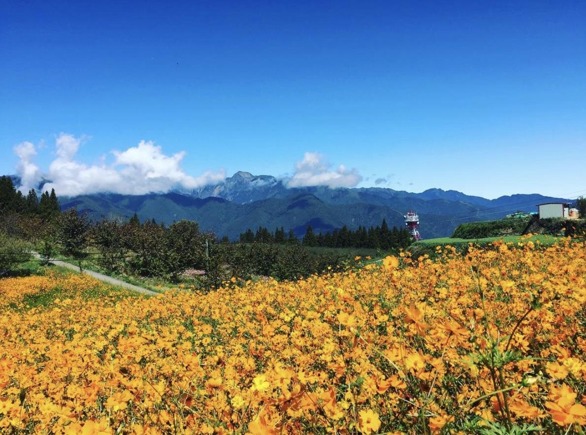 TW竟然有这么美的花海!5 处最强赏花秘境大公开 内容图3 女神网-大潮社TV实时追踪属于女人新资讯的综合网站! TW竟然有这么美的花海!5 处最强赏花秘境大公开 乐活旅行 图3张