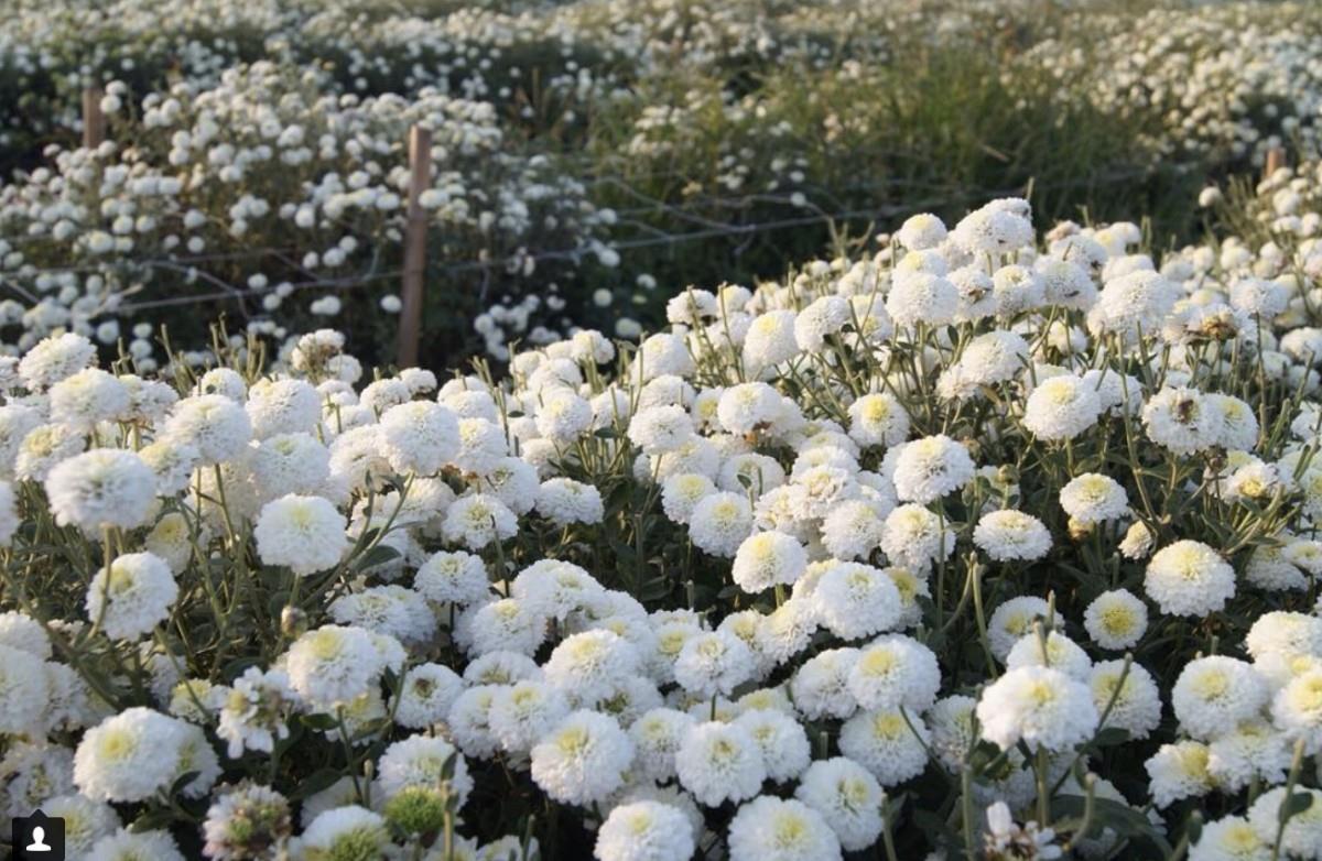 TW竟然有这么美的花海!5 处最强赏花秘境大公开 内容图4 女神网-大潮社TV实时追踪属于女人新资讯的综合网站! TW竟然有这么美的花海!5 处最强赏花秘境大公开 乐活旅行 图4张