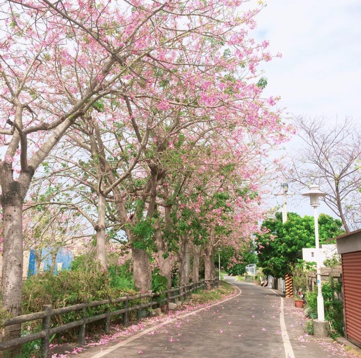 TW竟然有这么美的花海!5 处最强赏花秘境大公开 内容图7 女神网-大潮社TV实时追踪属于女人新资讯的综合网站! TW竟然有这么美的花海!5 处最强赏花秘境大公开 乐活旅行 图7张