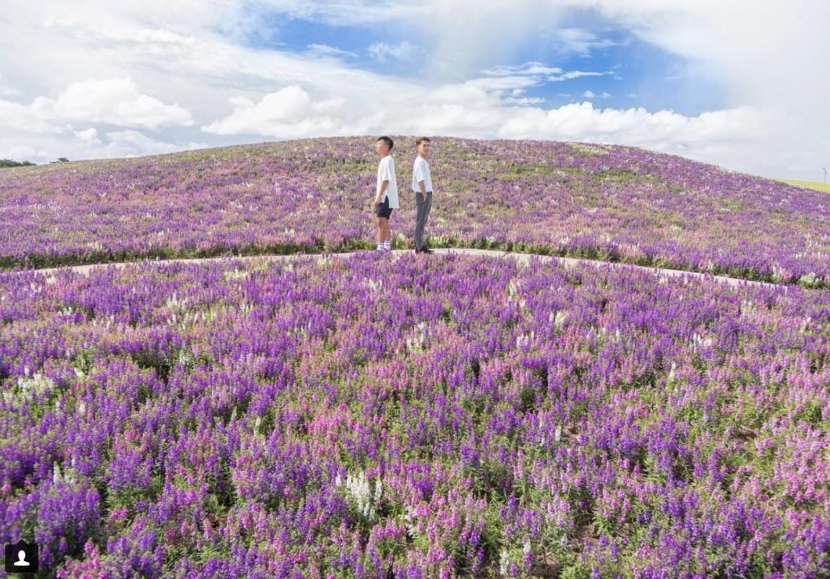 TW竟然有这么美的花海!5 处最强赏花秘境大公开 内容图8 女神网-大潮社TV实时追踪属于女人新资讯的综合网站! TW竟然有这么美的花海!5 处最强赏花秘境大公开 乐活旅行 图8张