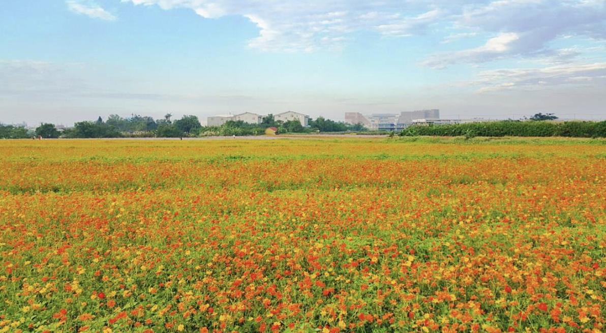 TW竟然有这么美的花海!5 处最强赏花秘境大公开 内容图10 女神网-大潮社TV实时追踪属于女人新资讯的综合网站! TW竟然有这么美的花海!5 处最强赏花秘境大公开 乐活旅行 图10张