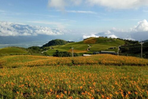 你知道金针花的花语是“忘忧”吗？为自己安排一个假期去喘口气吧！