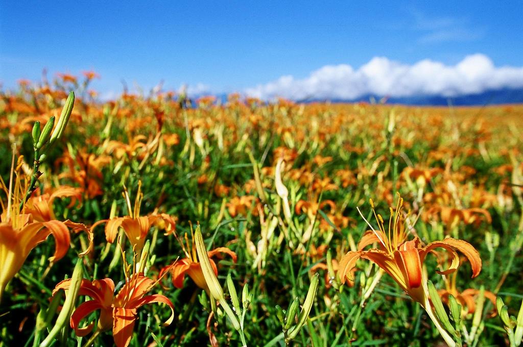 你知道金针花的花语是“忘忧”吗?为自己安排一个假期去喘口气吧! 内容图2 女神网-大潮社TV实时追踪属于女人新资讯的综合网站! 01