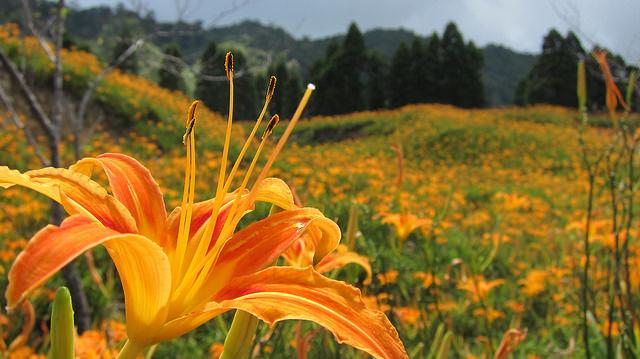 你知道金针花的花语是“忘忧”吗?为自己安排一个假期去喘口气吧! 内容图5 女神网-大潮社TV实时追踪属于女人新资讯的综合网站! 04