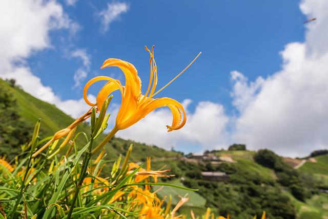 你知道金针花的花语是“忘忧”吗?为自己安排一个假期去喘口气吧! 内容图7 女神网-大潮社TV实时追踪属于女人新资讯的综合网站! 06