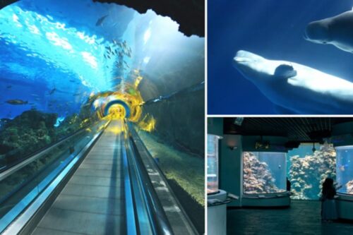 夜宿博物馆？博物馆可以免费逛？达人教你带孩子这样玩！