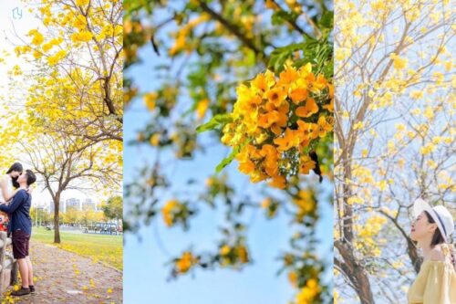 黄花风铃木盛开！这几个“金黄仙境”拍照打卡询问度破表