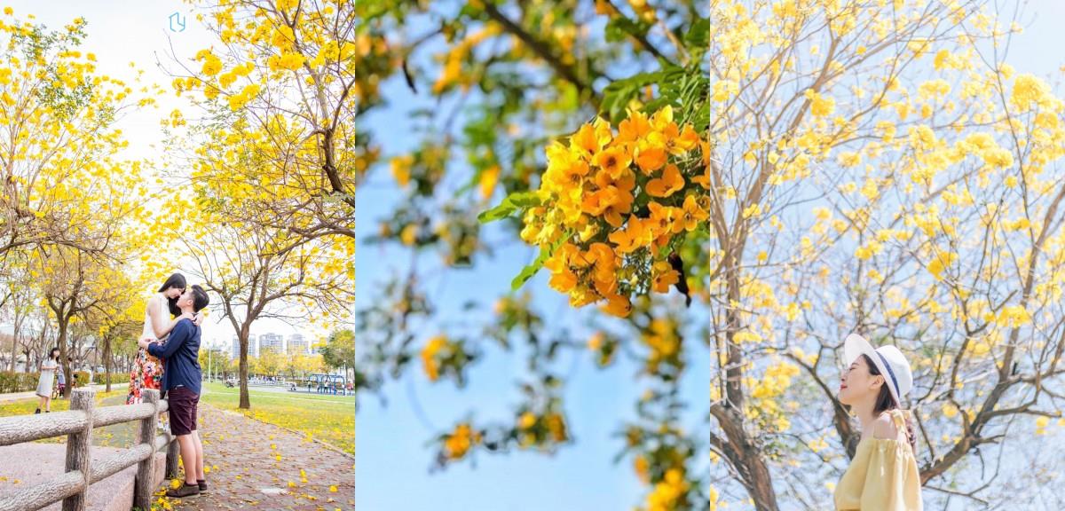 黄花风铃木盛开!这几个“金黄仙境”拍照打卡询问度破表 内容图1 女神网-大潮社TV实时追踪属于女人新资讯的综合网站! 黄花风铃木盛开!这几个“金黄仙境”拍照打卡询问度破表 乐活旅行 图1张