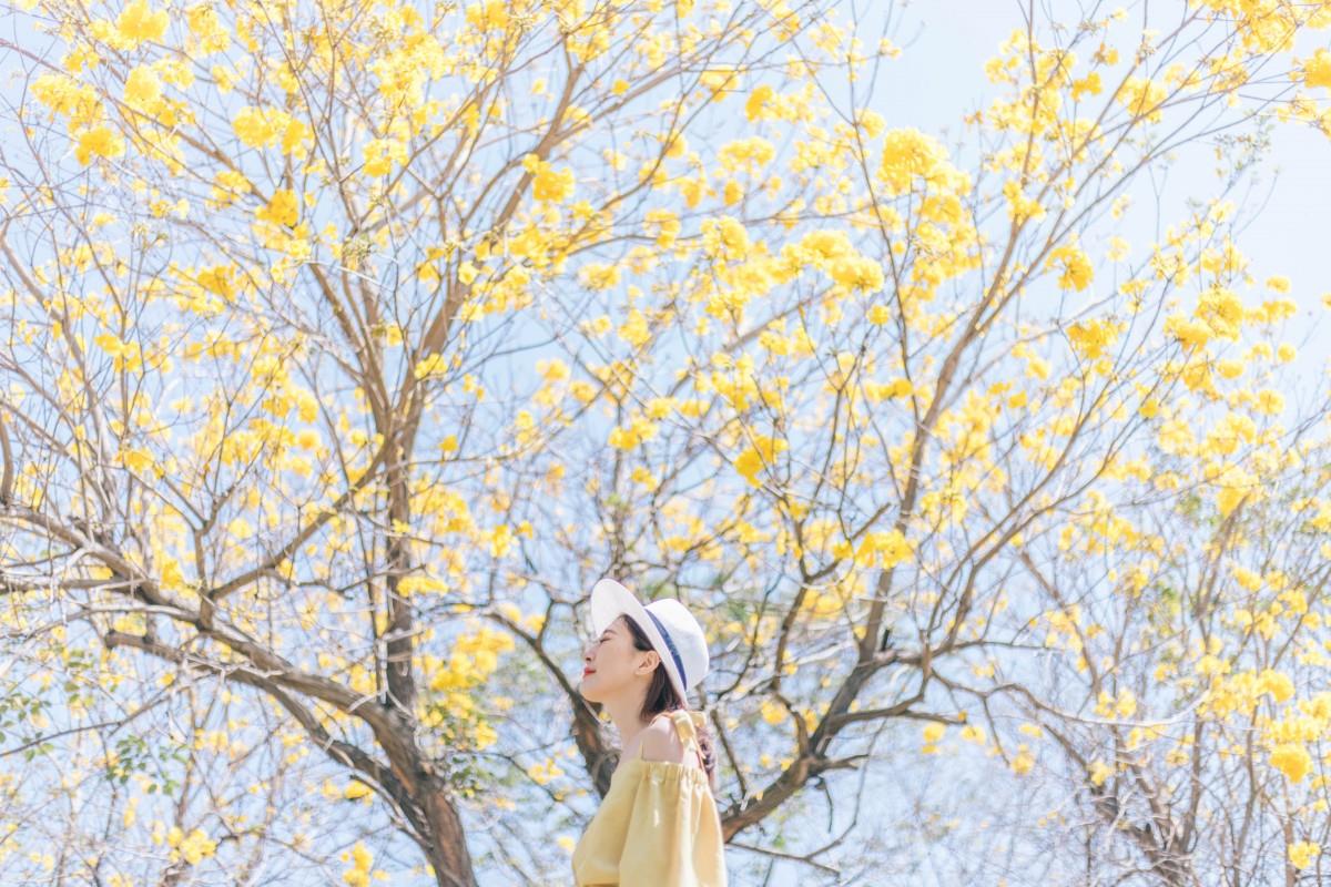 黄花风铃木盛开!这几个“金黄仙境”拍照打卡询问度破表 内容图2 女神网-大潮社TV实时追踪属于女人新资讯的综合网站! 黄花风铃木盛开!这几个“金黄仙境”拍照打卡询问度破表 乐活旅行 图2张